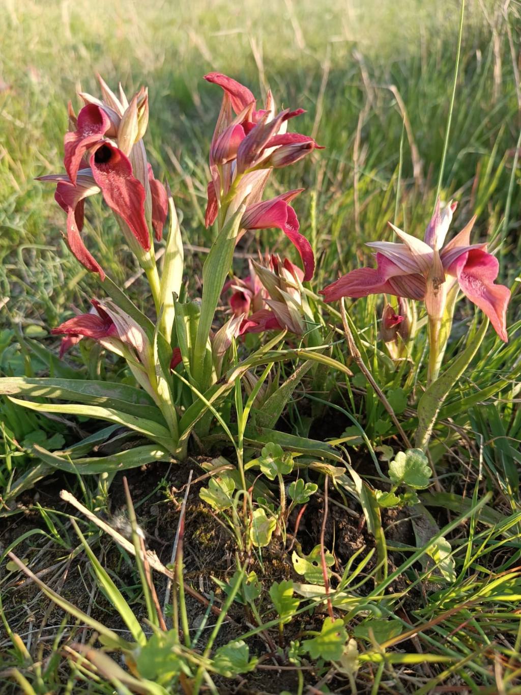 Serapicamptis bevilaquae